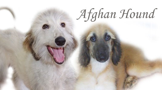 アフガン ハウンドの子犬の紹介 ドッグアンドキャット